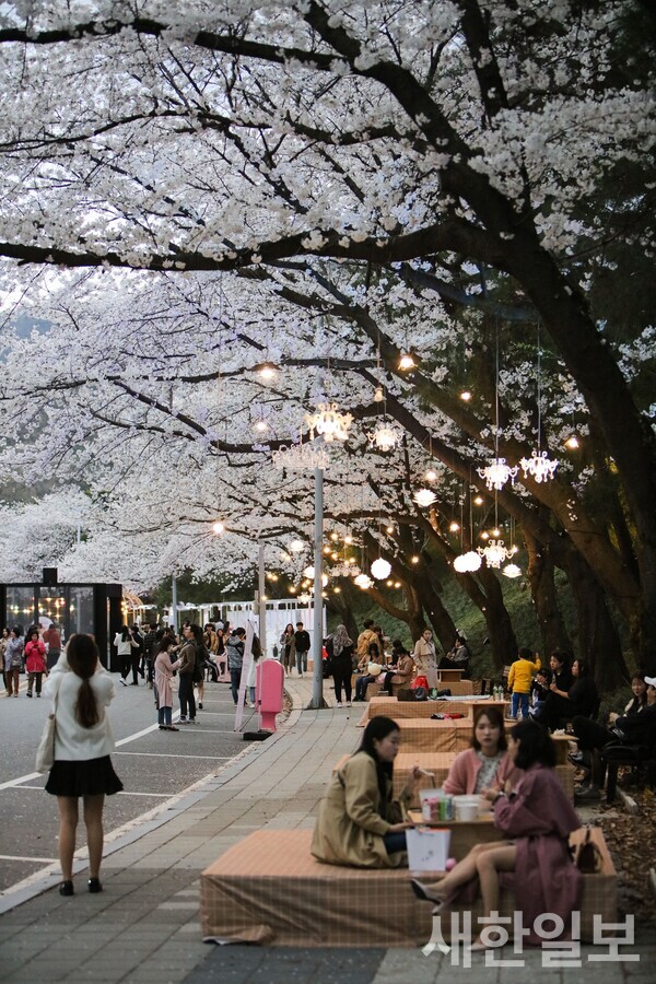 사진,  코로나19 이전 렛츠런파크서울 벚꽃축제 풍경